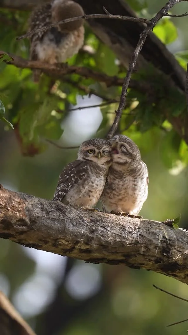 Cutest thing on the internet today! 

Watch till the end! 

#reel #reels #réel #aarzookhuranaphotography #aarzookhurana #wildlifephotography #wildlife #reelkarofeelkaro #owlets #owl #cute #viral